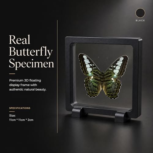 1pc Real Butterfly Specimen PE Film Suspension Box Elegant Black Frame Keepsake for Nature Lovers Scientific Specimen Display (Parthenos Sylvia Butterfly) - color: Parthenos Sylvia Butterfly