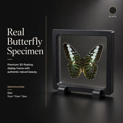 1pc Real Butterfly Specimen PE Film Suspension Box Elegant Black Frame Keepsake for Nature Lovers Scientific Specimen Display (Parthenos Sylvia Butterfly) - color: Parthenos Sylvia Butterfly