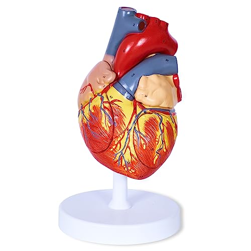 breesky Human Heart Model Anatomy, 4-Part 1:2 Anatomical Heart Model with 49 Anatomical Structures, Held Together with Magnets, Includes Mounted Display Base, Detailed Product Manual - style: 49-Numbered Anatomical Heart Model