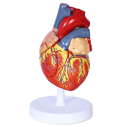 breesky Human Heart Model Anatomy, 4-Part 1:2 Anatomical Heart Model with 49 Anatomical Structures, Held Together with Magnets, Includes Mounted Display Base, Detailed Product Manual - style: 49-Numbered Anatomical Heart Model