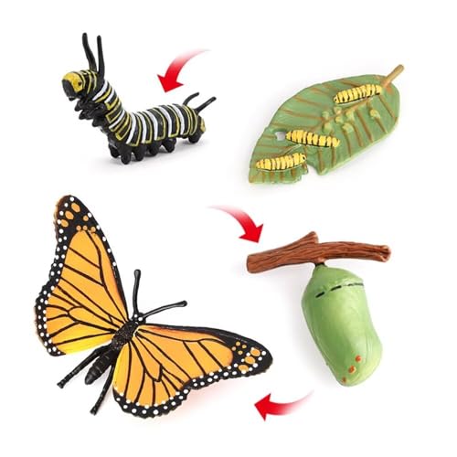 Butterfly Growth Cycle, Animal Growth Cycle Biological Model, Growth Stage Lifelike Butterfly Life Cycle Model Set for Kids Education Insect Themed Party Favors - style: Butterfly