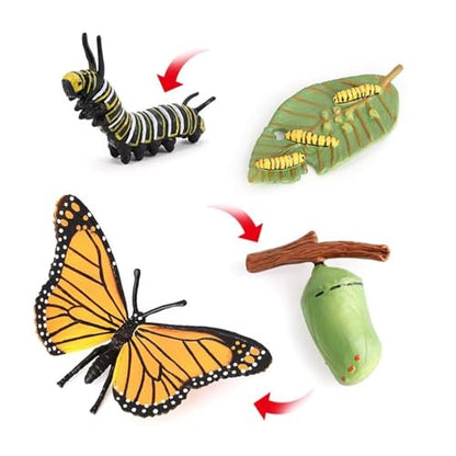 Butterfly Growth Cycle, Animal Growth Cycle Biological Model, Growth Stage Lifelike Butterfly Life Cycle Model Set for Kids Education Insect Themed Party Favors - style: Butterfly