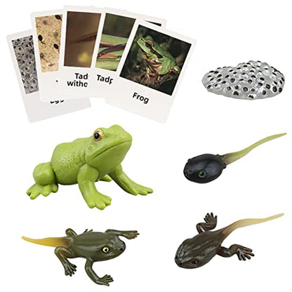 Montessori Frog Life Cycle with Flash Cards, Plastic Insects Tadpole to Frog Kit Toy, Realistic Animal Figurines - color: Frog