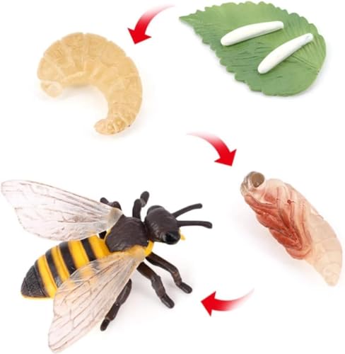 Hvogvok Bee Growth Cycle, Animal Growth Cycle Biological Model, Growth Stage Lifelike Bee Life Cycle Model Set for Kids Education Insect Themed Party Favors - style: Bee