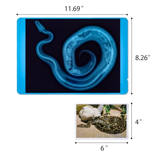 20 Pcs Animal Xrays and Picture Cards - Light Table Accessories