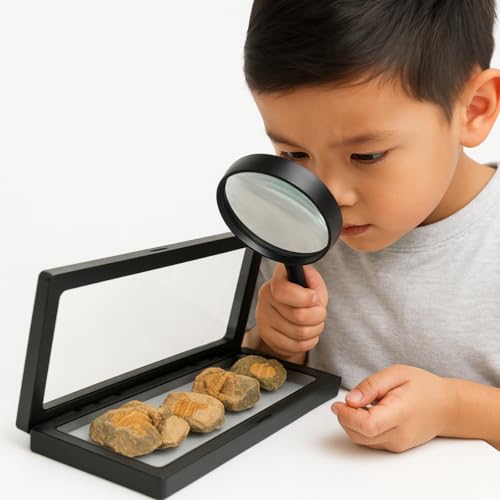 Trilobite Fossil Display Set – 5PCS Authentic Prehistoric Fossils in Rock, Educational Science Specimens for Kids & Adults, Geological Collection, Unique Gift for Collectors and Classroom Use