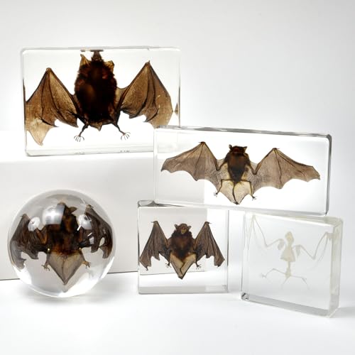 Bat Specimen,Resin Taxidermy Animal Specimens,Framed Bat Decoration for Educational Displays,Taxidermy Enthusiasts, Oddities Collectors,Science Education (5.5”×2.4“×1”) - size: 5.5”×2.4“×1”