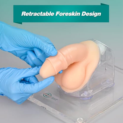 Male Urethral Catheterization Simulator, Urinary Catheter Anatomy Model for Medical Students Or Nurses, Catheterization Model
