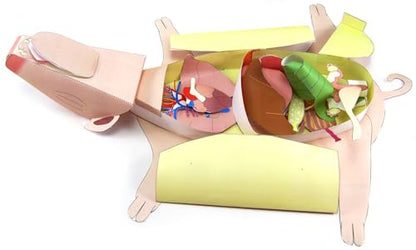 NewPath Fetal Pig Dissection 3-D Paper Model Making Kit, Set/5 Full-Color, Paper Model Templates & Teachers Guide (24-7740)