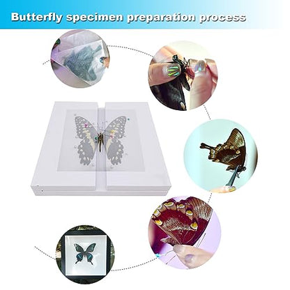 Butterfly Specimen Kit Includes pins, mounting Board, Spreading Tools, Display case, Labels, Forceps, Preserving and showcasing Butterfly specimens. (Insect Specimen Tools Kit)