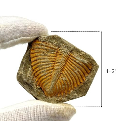 Authentic Fossils with Collection Box & Magnifier (Trilobite Tail) - color: Trilobite