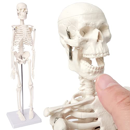 EVOTECH SCIENTIFIC Mini Human Skeleton Model for Anatomy, 17.7''