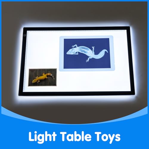 20 Pcs Animal Xrays and Picture Cards - Light Table Accessories