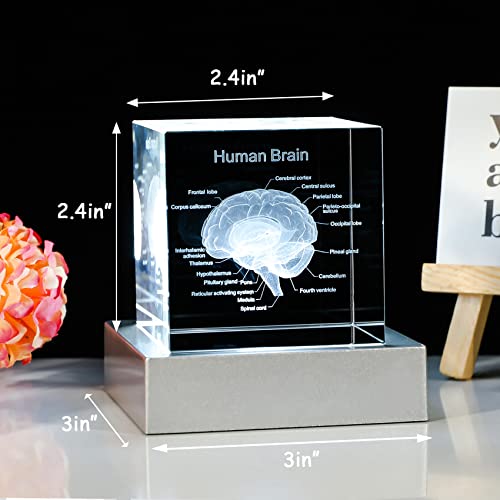 Movdyka 3D Human Brain Anatomy Model Doctor Psychology Graduation Gifts - color: Brain