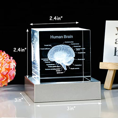 Movdyka 3D Human Brain Anatomy Model Doctor Psychology Graduation Gifts - color: Brain