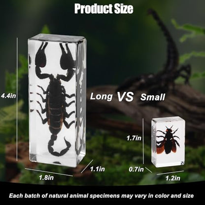 Long Size 4 Taxidermy Bugs Specimen in Resin – Oddities Decor Including Taxidermy Mantis Scorpion Beetle & Stick Insect Resin,Gothic Curiosities for Science,Unique Halloween Christmas & Birthday Gift - size: 4 Long Gothic