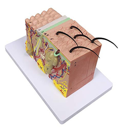 Ultrassist Skin Anatomy Model, 35X Teaching Display