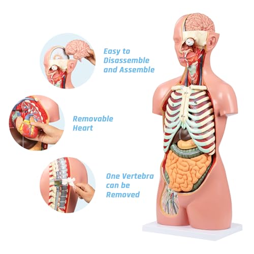 JNMFTD Human Torso Anatomy Model, 33.4" 17 Part Removable Life-Size Model with Heart Brain Visceral Organ Muscular Layers Bone Vessels Nerves Includes Product Manual for Medical Scientific Education - size: 35"L x 11"W