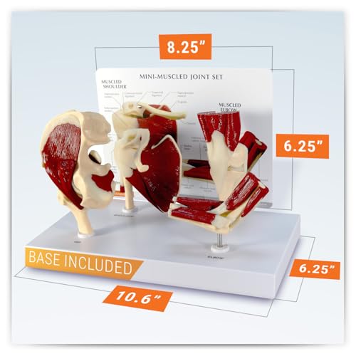 GPI Anatomicals Mini-Muscled Joint Model Set, Shoulder, Knee, & Elbow Joint - style: Mini-Muscled Joint Set