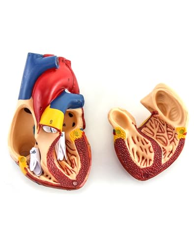 QWORK Human Heart Model, 2 Pack Anatomically Accurate Numbered 2-Part Life Size Heart Model with 34 Anatomical Structures, Held Together with Magnets on Base