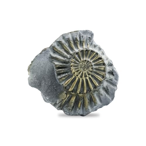 Starborn Rare Collector's Fossils - style: Brass Ammonite Negative