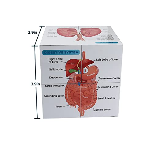 kaitnax Human Anatomical Poster Set Anatomy Study Cube Medical Student Learning Tool Anatomy Chart Set, 9 Parts Heart, Muscular, Skeletal, Digestive, Circulatory etc. Gift Package 3.9"X3.9"