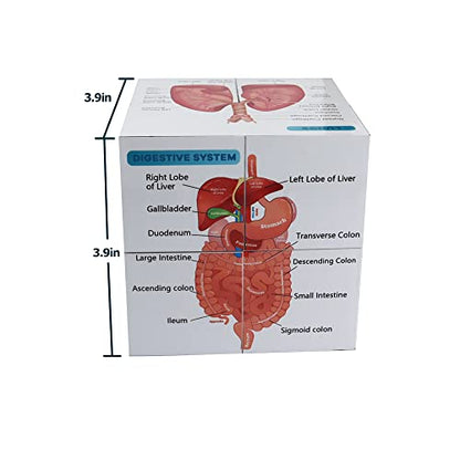 kaitnax Human Anatomical Poster Set Anatomy Study Cube Medical Student Learning Tool Anatomy Chart Set, 9 Parts Heart, Muscular, Skeletal, Digestive, Circulatory etc. Gift Package 3.9"X3.9"