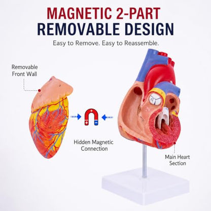 Life Size Human Heart Model, 2-Part, 34 Anatomical Structures - size: Life-Size 34 Anatomical Structures Model