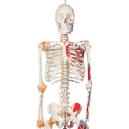 Axis Scientific Flexible Skeleton Anatomical Model