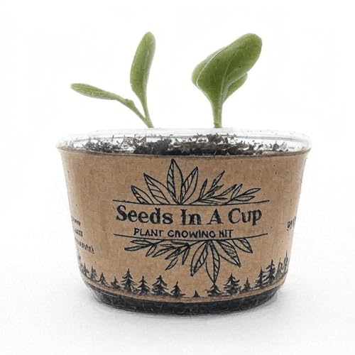 Seeds in A Cup - Plant Growing Kit (Broccoli) Made in USA - style: BROCCOLI