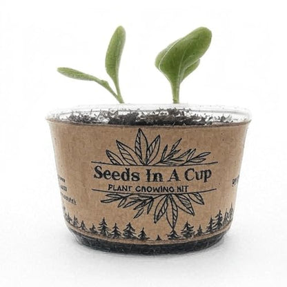 Seeds in A Cup - Plant Growing Kit (Broccoli) Made in USA - style: BROCCOLI