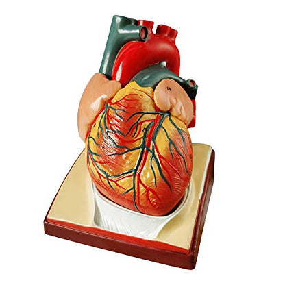 Generies Life Size Human Heart Model,2-Parts 1:1 Anatomical Heart Model On Diaphragm and Pericardium Base,34 Anatomical Structures Teaching Science Models for Classroom and Cardiology Study