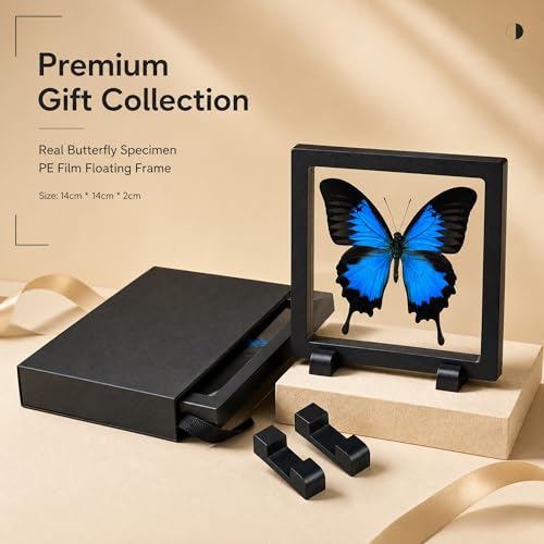 1pc Real Butterfly Specimen PE Film Suspension Box Butterfly Taxidermy Shadow Box Unique Holiday Present for Children (Papilio Ulysses) - color: Papilio Ulysses