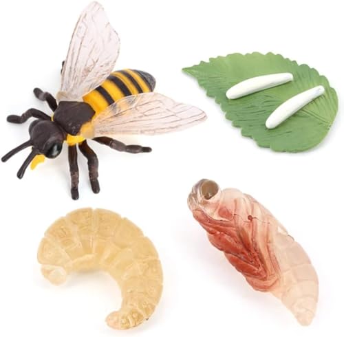 Hvogvok Bee Growth Cycle, Animal Growth Cycle Biological Model, Growth Stage Lifelike Bee Life Cycle Model Set for Kids Education Insect Themed Party Favors - style: Bee