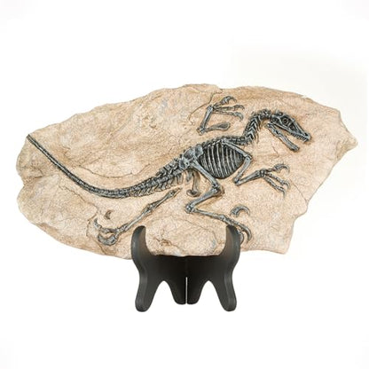 Resin Dinosaur Fossil Sculpture – Velociraptor Skeleton Desk & Wall Decor