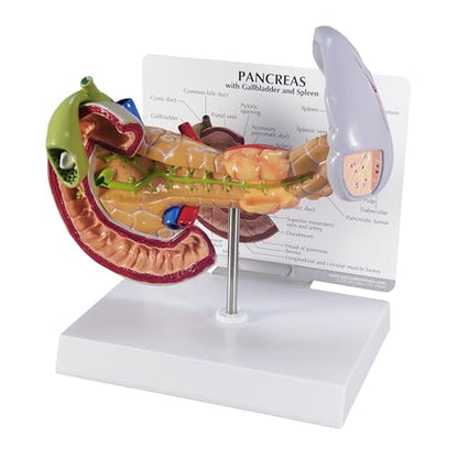 GPI Anatomicals Human Anatomy Model of Pancreas with Gallbladder and Spleen