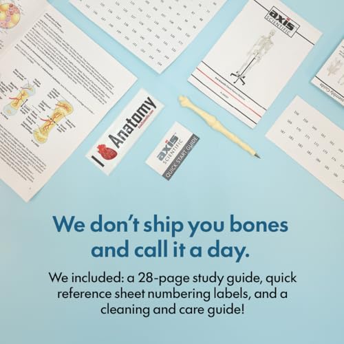 Axis Scientific Classic Human Skeleton with Study, Numbering Guide