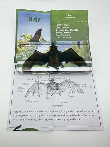 Bat Specimen, Real High Quality Resin Bat Specimen for Science Classroom Science Education, Biology, Collections, Animal Study Enthusiasts, Quirky Animal Skulls (Bat 5.6x2.6x0.8 Inch) - color: Bat 5.6x2.6x0.8 Inch