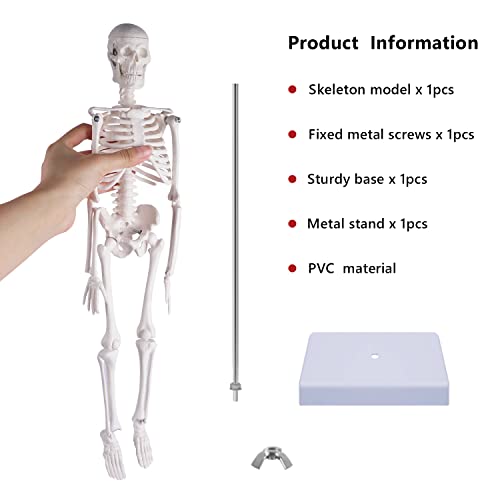 NLShan Human Skeleton Model for Anatomy: Scientific Model with Movable Arms, Legs & Display Stand - 17" Mini Human Skeleton Model for Study and Display - color: White