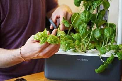 Click & Grow Indoor Herb Garden Kit with Grow Light | Smart Garden for Home Kitchen Windowsill | Easier Than Hydroponics Growing System | Vegetable Gardening Starter (3 Basil Pods Included), Grey - color: Gray