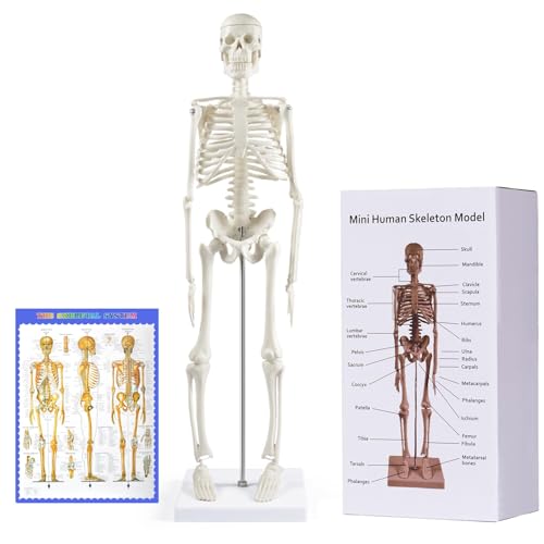 breesky Human Skeleton Model for Anatomy: 17” Human Skeleton Model with Movable Arms and Legs - Scientific Model for Study and Display - color: 17” Human Skeleton Model