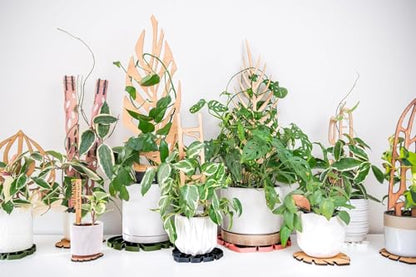 Treleaf Zella Regular Extension Kit (2 Extensions) - Wooden Extendable Plant Trellis for Indoor Climbing Houseplants - Modular Plant Support - size: Regular Extension Kit