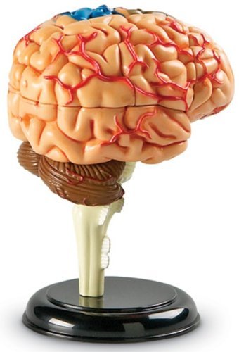 Learning Resources Human Anatomy Model Brain