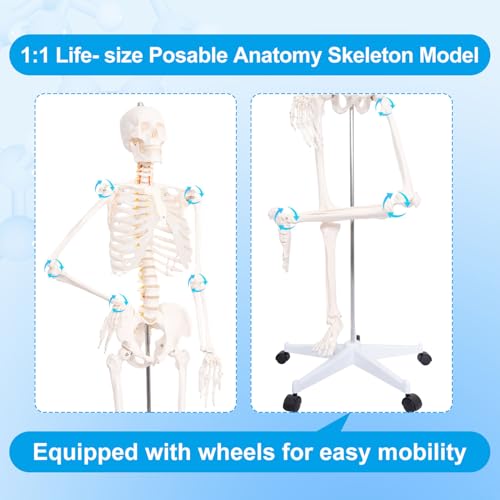 70.8" Life Size Human Skeleton Model for Anatomy, Nervous System & Stand - color: White, size: 70.8"H