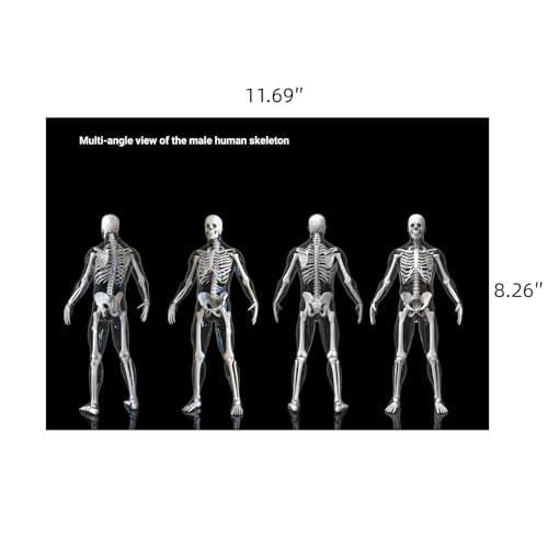 Human X-Rays for Kids' Light Table - 14-Piece Skeleton Puzzle & 7 Body System Charts (Nerves, Vessels, Lymphatic) - X-Ray Toys for Kids, STEM Toy for Light Table, School Projects & Doctor Role Play