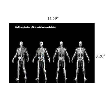 Human X-Rays for Kids' Light Table - 14-Piece Skeleton Puzzle & 7 Body System Charts (Nerves, Vessels, Lymphatic) - X-Ray Toys for Kids, STEM Toy for Light Table, School Projects & Doctor Role Play
