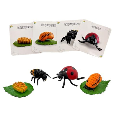Montessori Life Cycle Animal Figures with Flash Cards, Lifelike Animal Growth Cycle Biological Model Set (Ladybug) - style: Ladybug