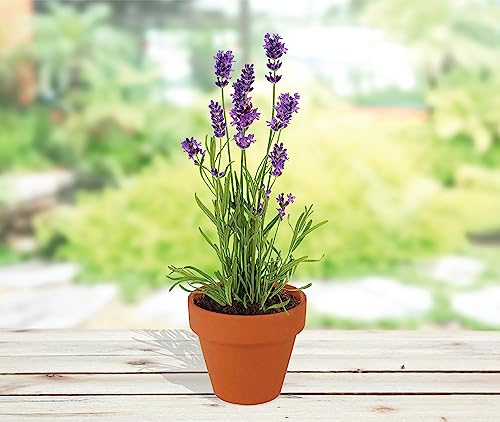 Buzzy Seeds Lavender Grow Kit 20-Pack, Mini Terracotta Pots, Bulk Favors
