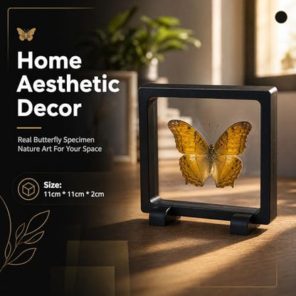 1pc Real Butterfly Specimen PE Film Suspension Box Transparent Floating Jewelry Box Style Display for Souvenir Art Collection (Vindula erota Butterfly) - color: Vindula Erota Butterfly