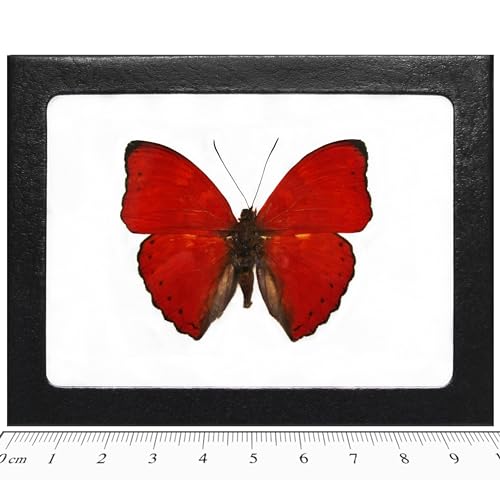BicBugs Cymothoe sangaris Real Framed Butterfly RED Africa